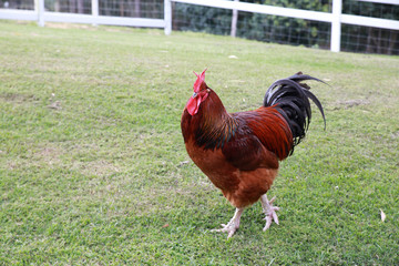 Single free range rooster