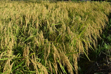 収穫前の稲穂／山形県の庄内地方で、収穫前の稲穂を撮影した写真です。