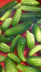 Урожай огурцов