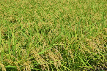 収穫前の稲穂／山形県の庄内地方で、収穫前の稲穂を撮影した写真です。