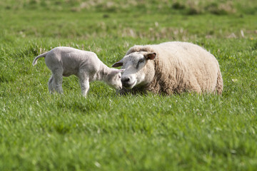 Obraz premium Lamb with mother