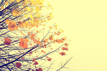Autumn trees with yellow leaves against the sky
