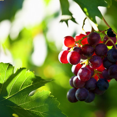Grappe de raisin au soleil