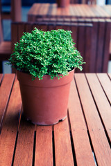 Nature on the table