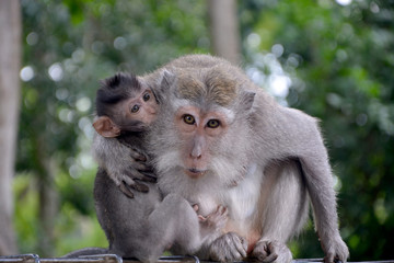 Monkey family: mother protecting her baby
