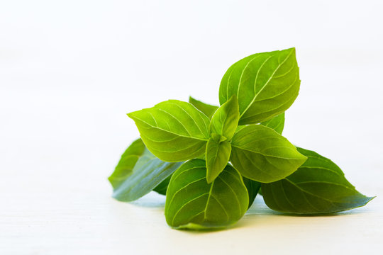 Fresh basil leaves isolated 