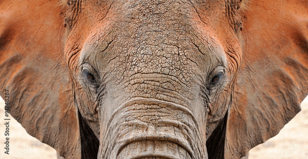 Canvas Prints Elephant