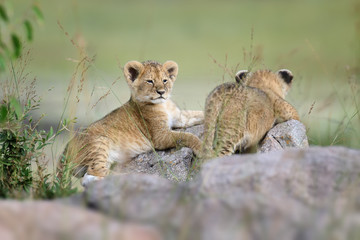 Lion cub