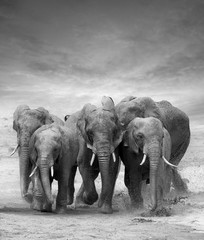 Elephant - obrazy, fototapety, plakaty