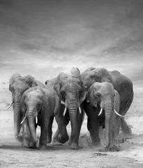 Türaufkleber Elefant Elefant