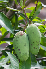 Fresh mango on tree