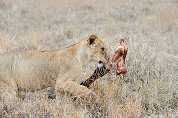 Lions eating a zebra