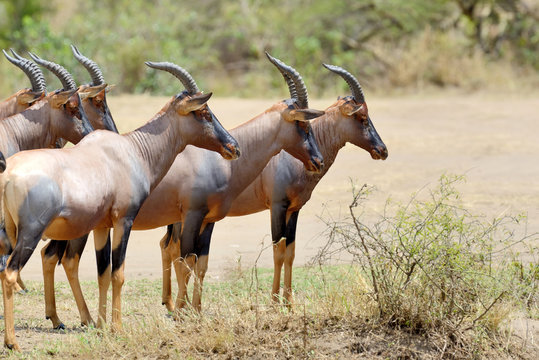 Topi Antelope