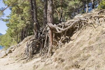 Tree roots