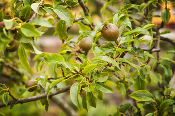 Ripe pears on tree