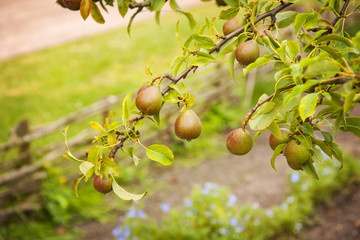 Pear branches
