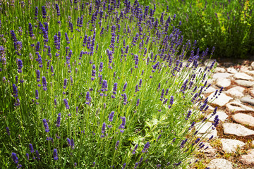 Fototapeta premium Lavender garden