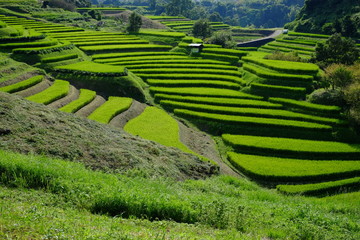 日本棚田百選 大阪 下赤阪の棚田