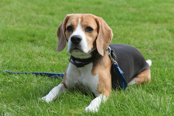 Beagle