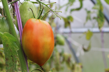 Underripe red tomato in the greenhouse in the summer