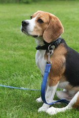 Beagle