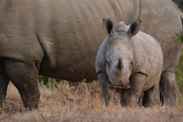 Fototapeta premium Little rino