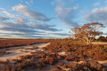 Native Australian beach shrubs landscape at sunset