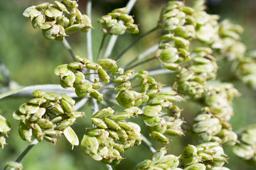 Heracleum sphondylium.