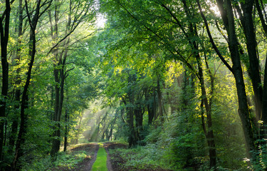 Fototapeta premium forest