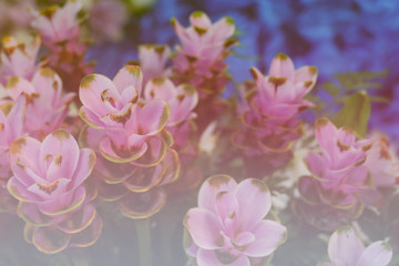 purple Siam Tulip