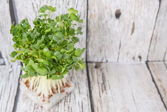 Radish sprout vegetables over wooden background