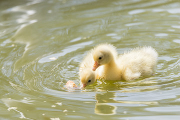 small duck hatchlings