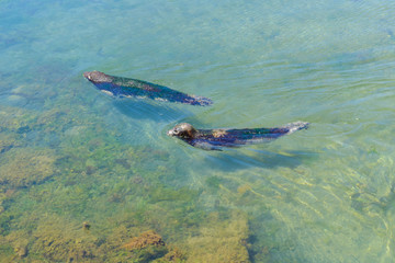Fototapeta premium seals floating in the water