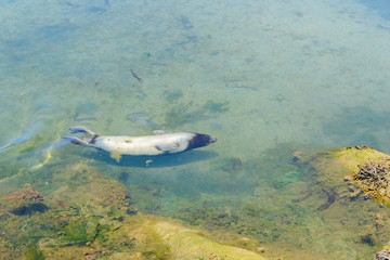 seals floating in the water