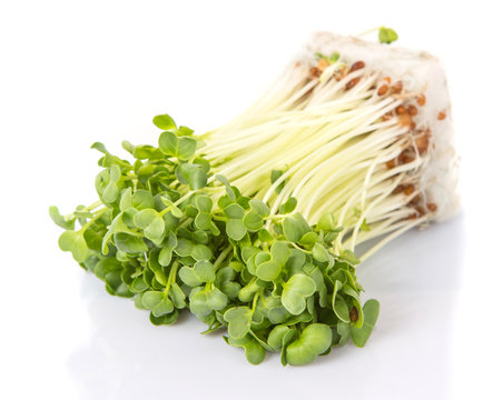 Radish sprout vegetables over white background