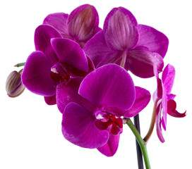 Naklejka na ściany i meble violet flower of orchid isolated on white background