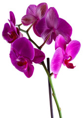 Fototapeta na wymiar violet flower of orchid isolated on white background