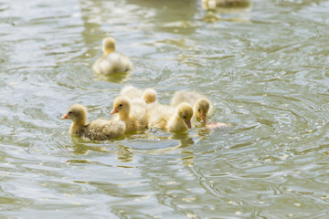 small duck hatchlings