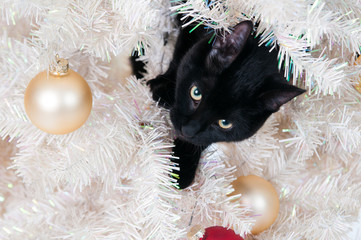 naughty black cat in a christmas tree