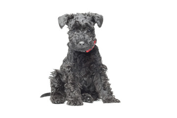 Seven week old Kerry blue terrier puppy