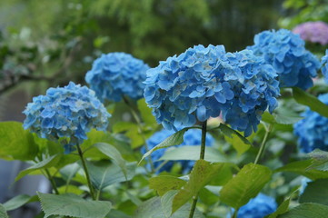 あじさい