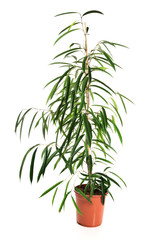 Dracaena in a pot