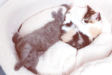 Zwei süße Kätzchen machen ein Nickerchen