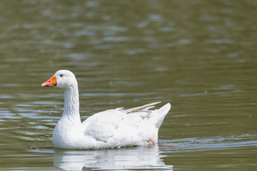 Common ansar, Anser anser