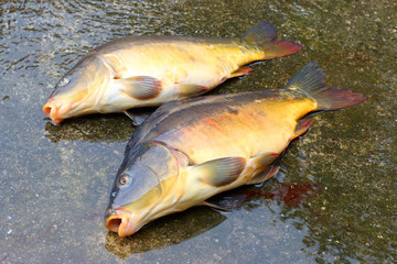 Fishing catch. The Common Carp ( Cyprinus Carpio ). In Central Europe ( Poland and Czech Republic ), fish is a traditional part of a Christmas Eve dinner. 