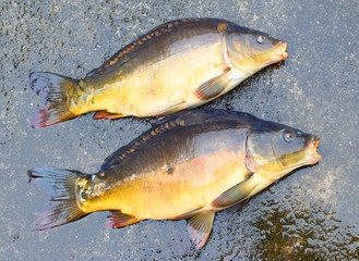 Fishing catch. The Common Carp ( Cyprinus Carpio ). In Central Europe ( Poland and Czech Republic ), fish is a traditional part of a Christmas Eve dinner. 