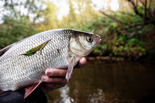 Big orfe in fisherman's hand