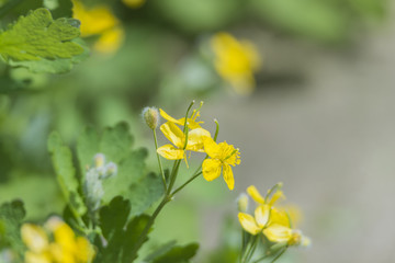 Obraz premium wildflowers