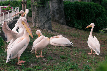 Flock of pink pelicans in the zoo.