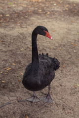 Fototapeta premium Black swan with neck as arched. On the ground in the zoo.